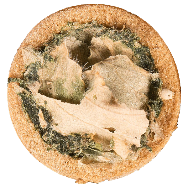 Blattschneiderbienen